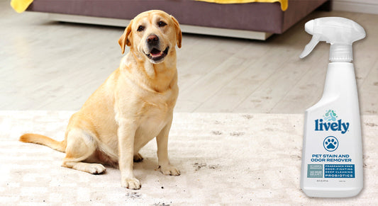 How to Remove Muddy Paw Prints from Carpet | Cleaning Tips with Lively Clean Products